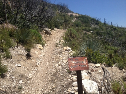 The junction to Mt. Lowe. I decide to hit Mt. Disappoint and San Gabriel Peak first, and then summit Lowe on the way back.
