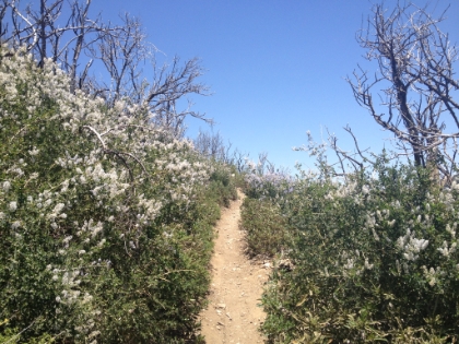 Occasional sections of wildflowers starting to grow back amongst the burnt chaparrel.