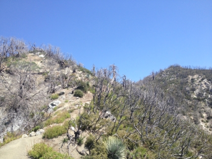Down from Mt. Disappointment, now heading up to San Gabriel peak.