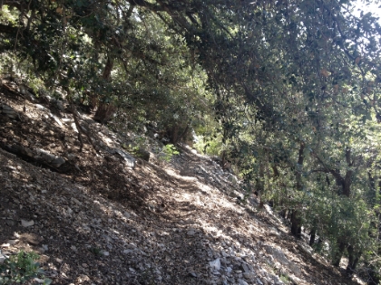 Some great single track in this area.