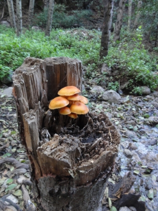 A random, cool picture. Mushrooms on a stump.