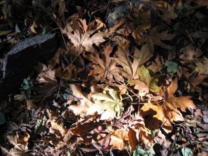 Who says we don't get fall colors in Southern CA? The leaves in this area were amazing.