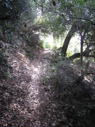 The Newcomb Pass route is clearly the road less traveled. I don't see another human the rest of the way to the top. I figured that the trail above this point would be hot, exposed chapparal like Santiago Peak, but it's beautiful tree-covered single-track almost the whole way.