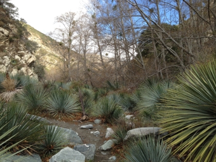 A forest of Yucca. My legs had several bloody pricks by the end of the day.