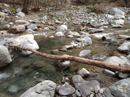 Headed back down I found myself crossing the river in places I hadn't on the way up. It's really easy to lose the "trail" through here. The narrow part of this tree is maybe 5 inches wide and is about 4-5 feet above waist deep water. That got the andrenaline pumping a bit.