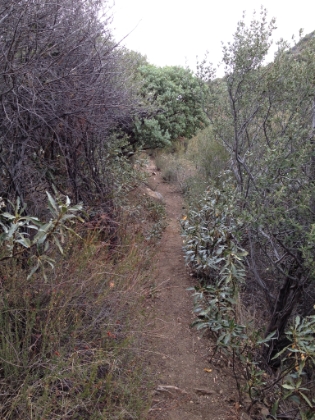 Much different trail than Bridge to Nowhere, but nice single track nonetheless.