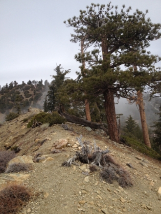 The ridge approaching the summit. Somewhat remiscent of the North Backbone Trail on Baldy.