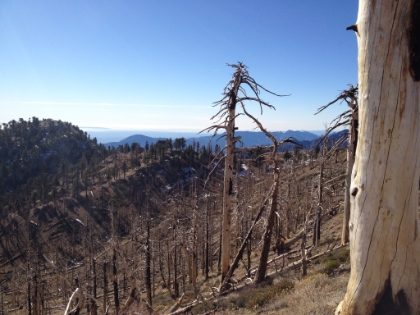 A whole forest destroyed by fire :(