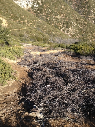 Starting up to the top of Smith Mountain from the ridge. I don't think this is official trail, just a worn path. it starts by basically scurrying up a steep wash.