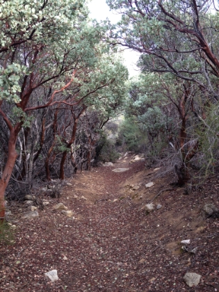 An awesome section of trail on super spongy dirt through a chapparal (giant manzanita?) forest.