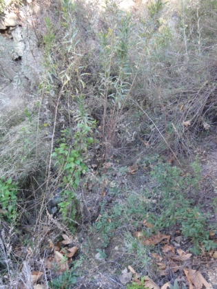 As soon as the trail went over the ridge, conditions got considerably worse. This is the "trail". Completely overgrown in places, completely washed out in other places. No way to run it, tough even to hike it. Had I been in hiking boots and pants, it might have been fun. But I was in shorts and lightweight trail shoes, and trekking through this stuff was putting a lot of wear and tear on both my shoes and my bare skin. I tried for maybe a mile before deciding it was hopeless. I guess the trail really was closed. So I headed-back.