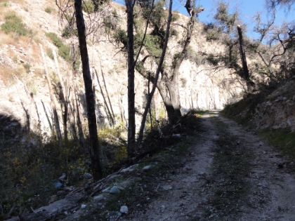 The single-track trail begins at the end of Trail Canyon Road. Conditions are looking good so far.