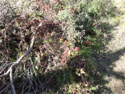 To make matters worse, there is a lot of Poison Oak. After today, I'm sure I'll either be itching head to toe, or will find out once and for all that I'm immune. At this point, I'm getting pretty tired of navigating the brush and creek. So I decide to head back and try to find a trail where I can actually do some running.