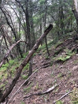 After quite a bit of searching, I found what I thought might be a trail leading out of the camp.