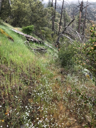 You know the trail doesn't get much use when it's covered with wildflowers.