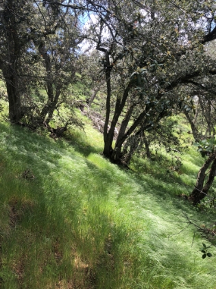 I can't get enough of the lush green. This is pretty rare in SoCal, especially in such a dry year.
