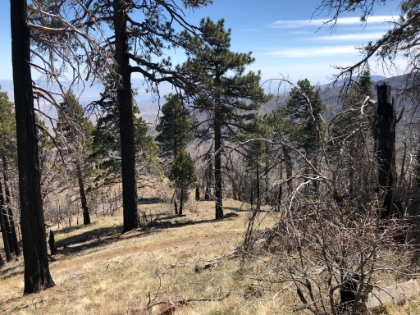 Heading down the PCT for a ways.