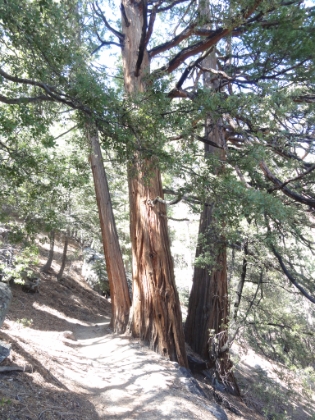 A few groupings of what I am pretty sure are Sequoias.