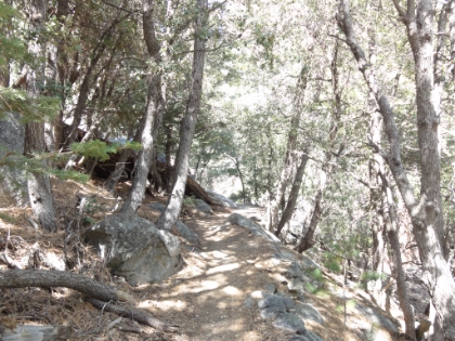 Awesome, pine needle cushioned single track.