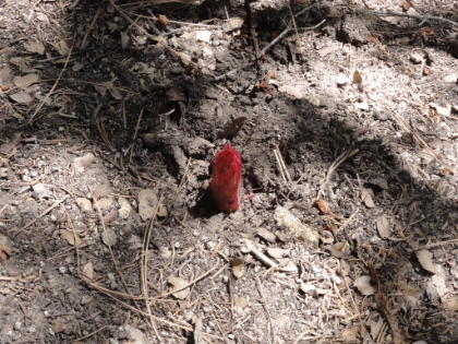 The snow plants must really be confused this year. Normally they pop up out of the snow or just after the snow melts. This year, there has hardly been any snow.