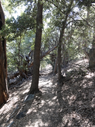 Narrow, tree-lined single track.