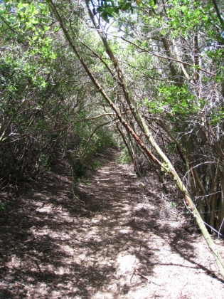 Running while ducking can be tough, but it was great trail.