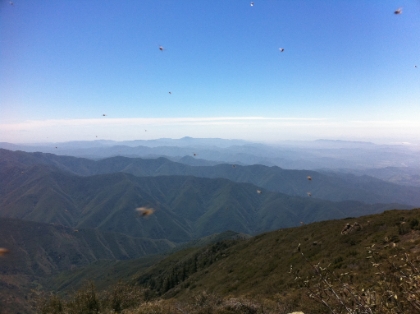 The gnats were out of control.