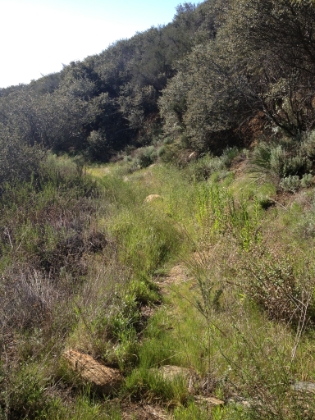 The trail starts getting much less maintained as soon as you get past Four Corners. I do get nervous not being able to see where my feet are landing during the Spring rattlesnake season, but it's nice trail.