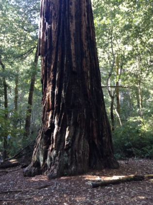 There are huge Redwoods all along the trail. It's really tough to get good pictures of one of these trees all at once. Some of them are as high as 300' tall.