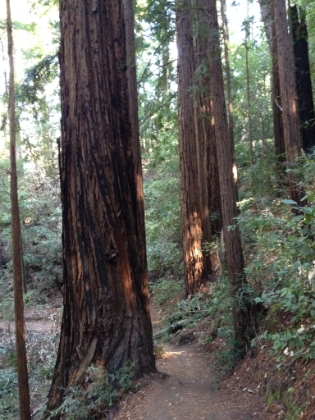 Great single track winding through the Redwoods.