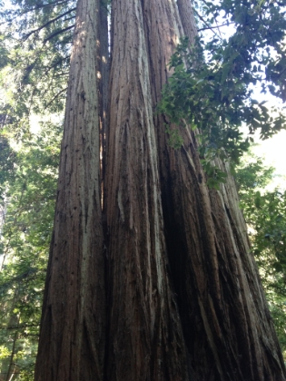 An amazing grouping of Redwoods all grown together.