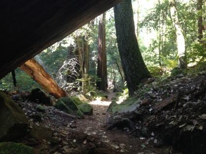 Under and through the Redwoods.
