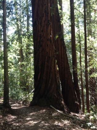 Back into the Redwoods. Here's one I particularly liked with a spiral growth pattern.