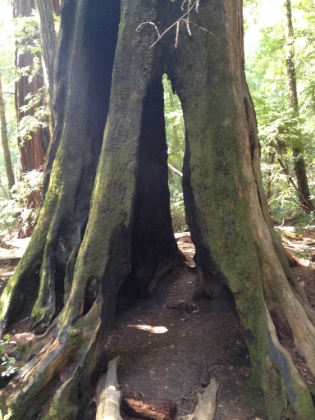 A hallowed out tree that looks like it's on stilts.