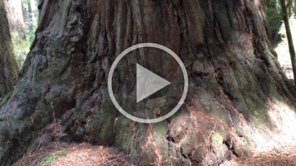An attempt with video to capture the size and height of some of these big trees.