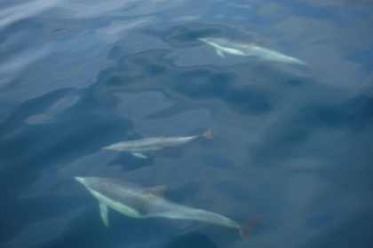 There were hundreds of dolphins, many coming up right alongside the bow of the boat where we were standing.