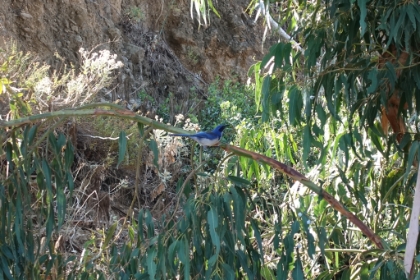 We see a beautiful, bright blue Island Scrub Jay as we listen to an orientation from the park ranger.