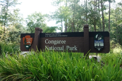 Congaree is a relatively small national park near Columbia, SC. After over 30 years of grassroots lobbying, it finally officially became a National Park in 2003. It's one of the last old growth flood plain forests in the country. Over 99% of the flood plain forest land in the US has been destroyed. Congaree also has one of the largest concentrations of champion trees in the world including the tallest known examples of 15 different species!
