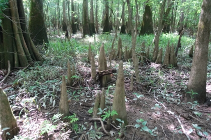 These pencil tip looking growths are called "knees" and are actually part of the Bald Cypress tree's root system.