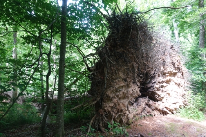 An up-ended tree that wasn't all too big. But you can see the massive, shallow root system.