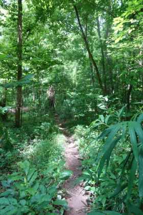 The trail quickly starts to get narrow and overgrown. Now it's starting to get fun!