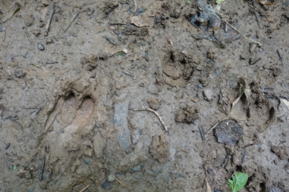 A couple times, I scared a group of wild boar and they went squealing off through the forest. They took off too fast for me to snap a picture. But you can see their hoof prints everywhere. And there are zero human prints. It's clear no one has been back here since at least the last high water time.