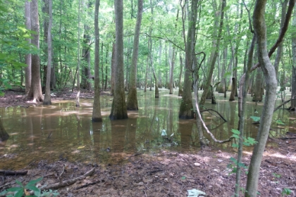 Back into the area that's still retaining water. I love how the forest grows straight out of the water. But as soon as you stop moving, you get swarmed by a dense cloud of mosquitos.