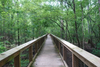 And then the loop ends back in the touristy area on the High Boardwalk. The iconic Congaree photo.