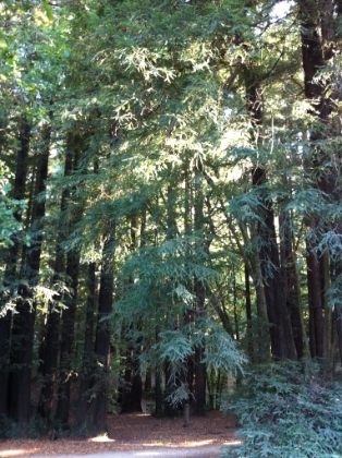 Old Mill Park, just a couple blocks outside of downtown Mill Valley.