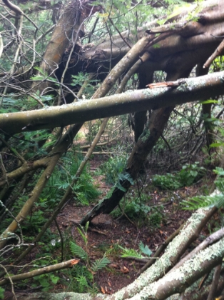 The closed portion of the trail was mildly overgrown and had some freshly fallen trees. Perfect conditions.