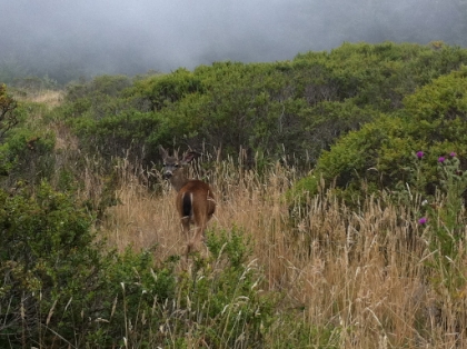 Another large deer posing for a picture.