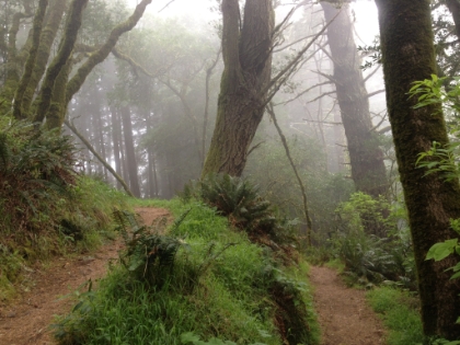 Switchbacks descending down into the section known as The Swoop. It's thick fog like usual.