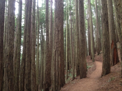 Probably my favorite section of the entire trail.