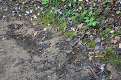 My first Copperhead snake encounter. A good reminder that I still have to watch where I'm stepping out here.